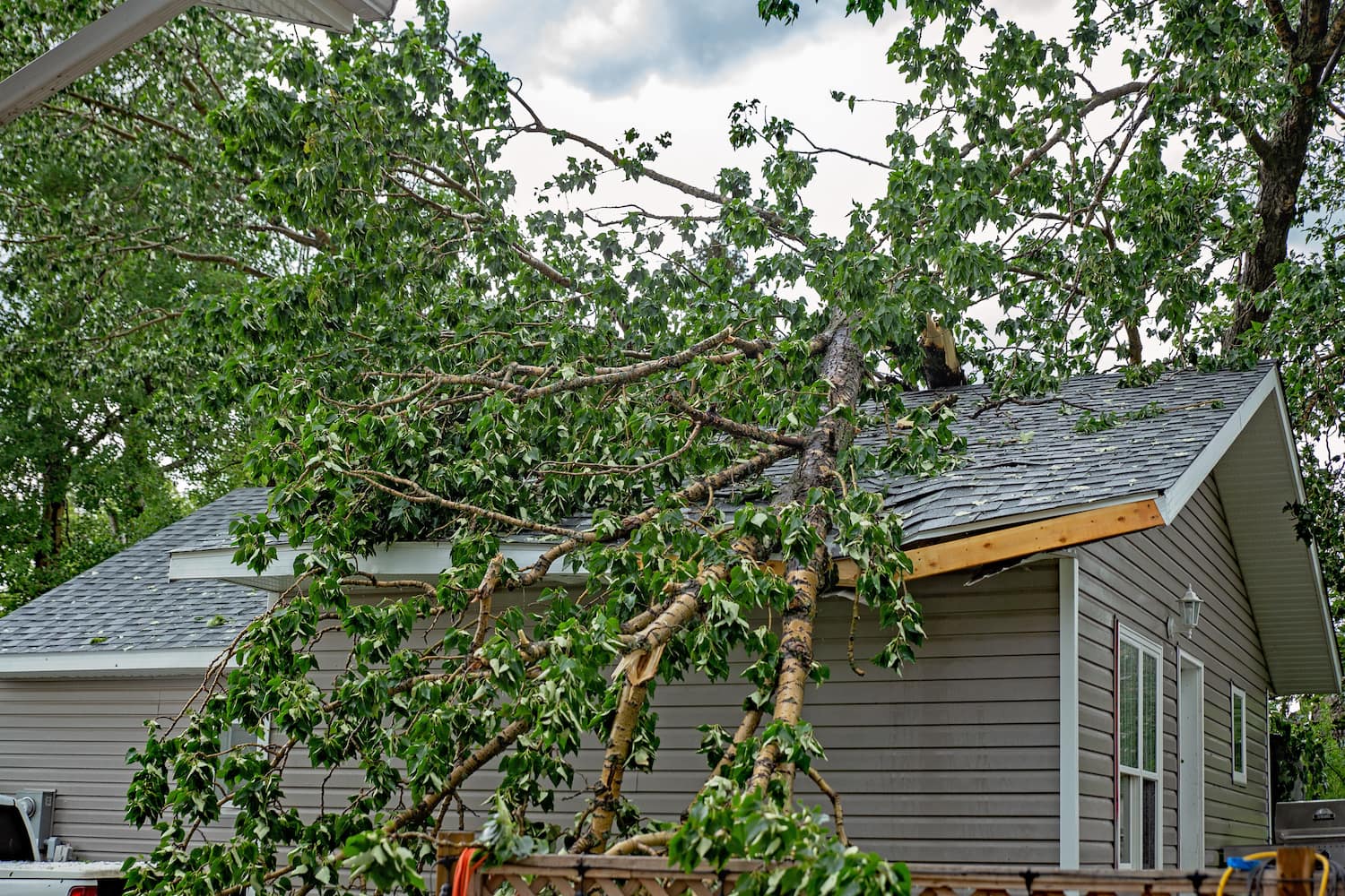 roof storm damage tree