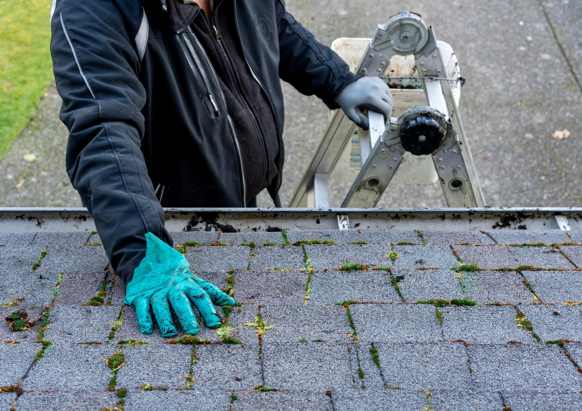 roofer inspecting a roof and seeing moss growth in between the shingles