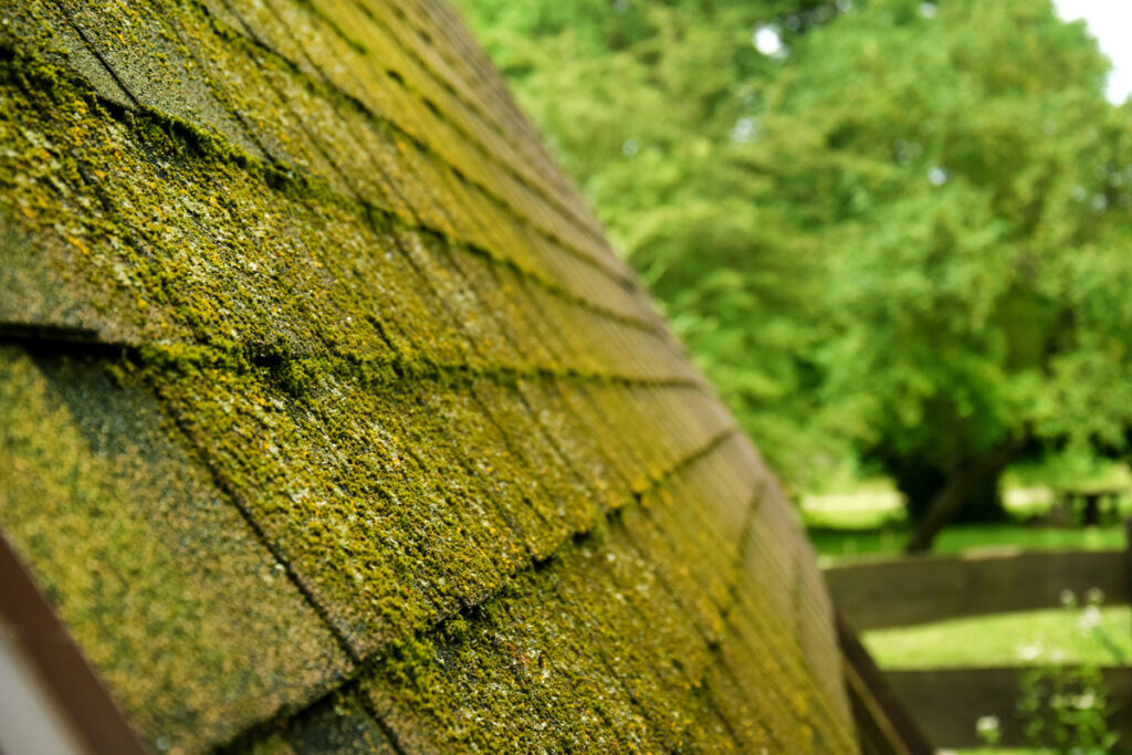 roof moss