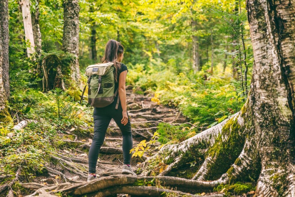 Forest hike trail hiker woman walking in autumn fall nature background in fall season. Hiking active people lifestyle wearing backpack exercising outdoors.