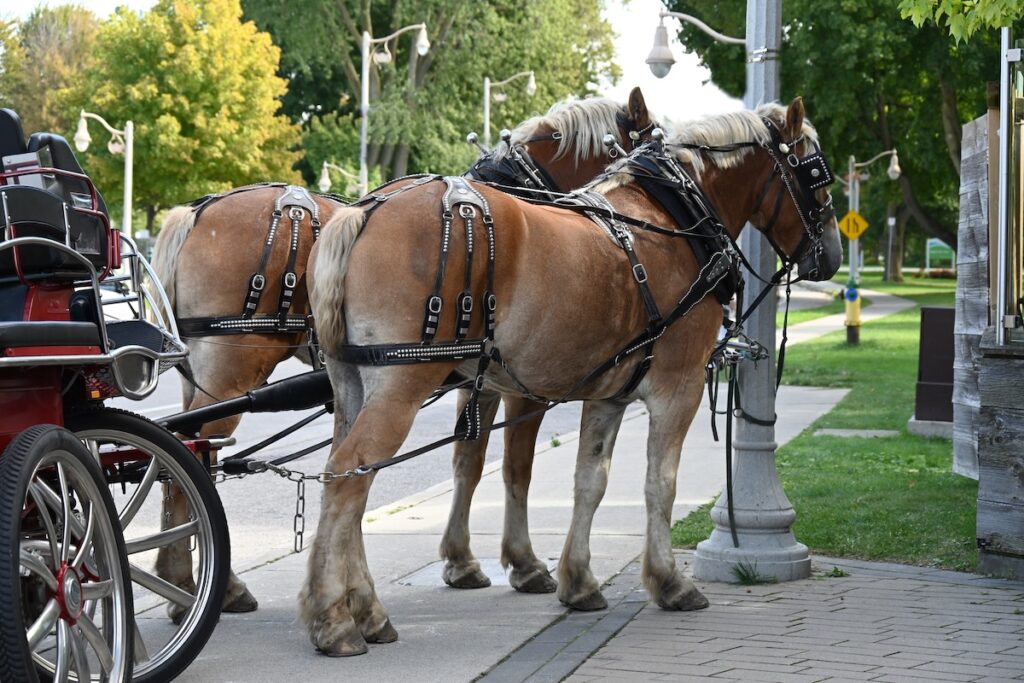 horse and carriage in the city