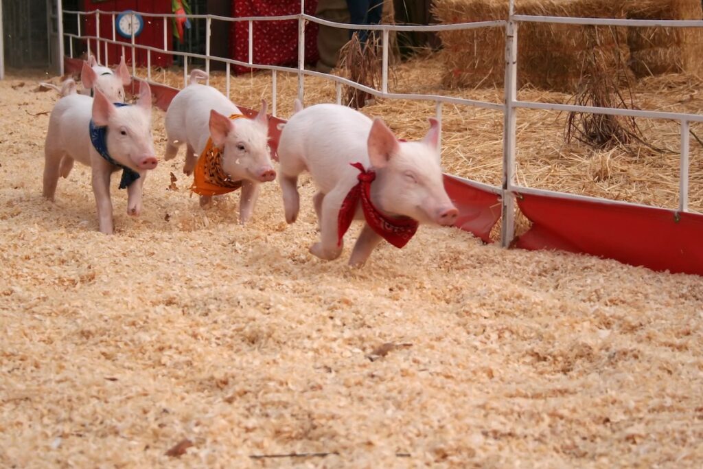 racing pigs