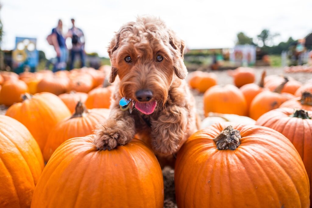 puppy playing amongst the pumpkins at autumn festival