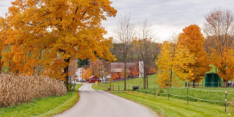 Country road winding through autumn trees and fall cornfields in Amish farmland | Holmes County, Ohio