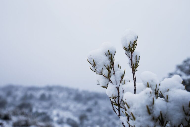 detail of a snowy plant