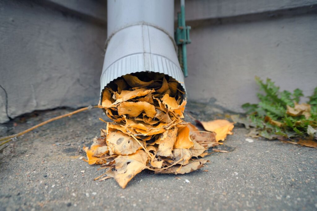 spring gutter cleaning leaves stuck Downspouts