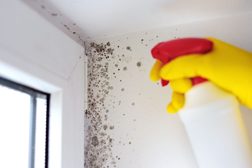 condensation stains on ceiling hand using glove to remove Mildew With an Antimicrobial