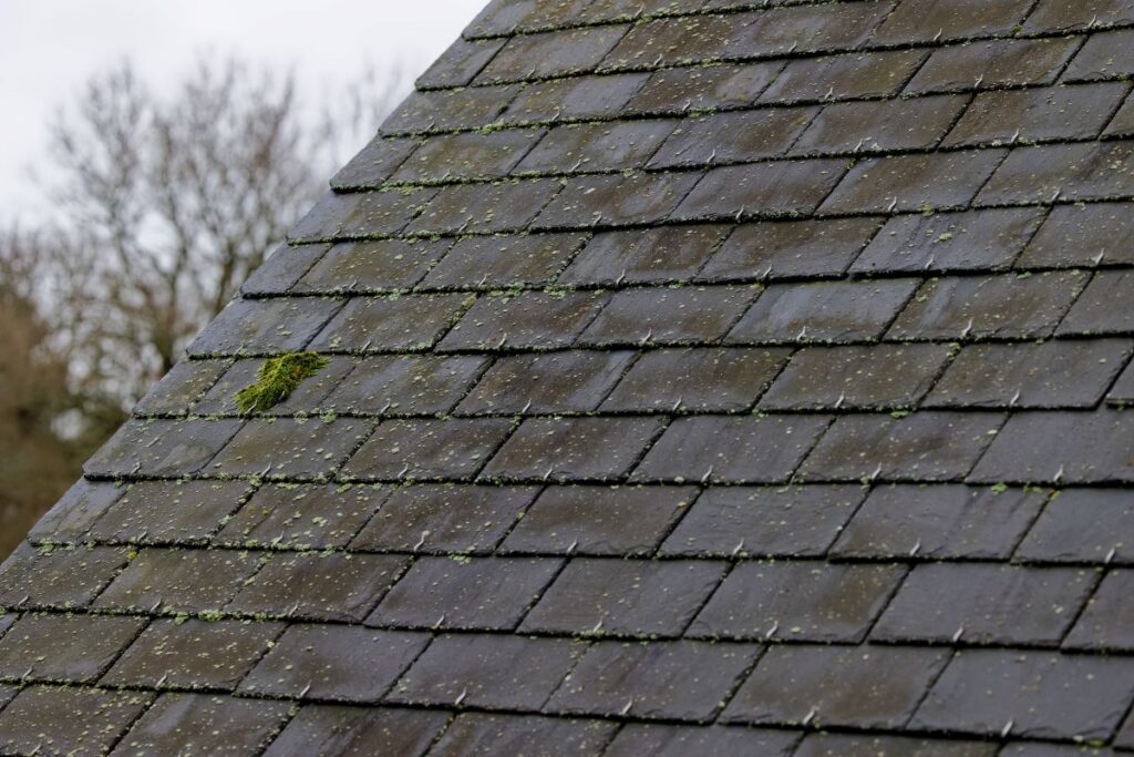 moss and algae on a roof