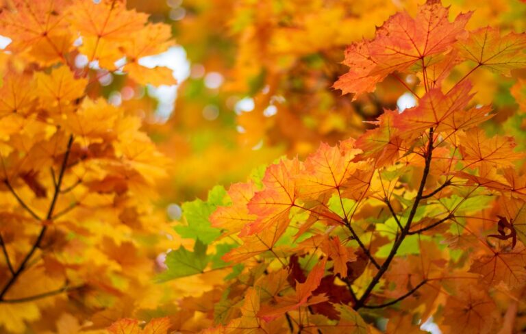 the wonderful colours of nature illuminated by the sun's rays